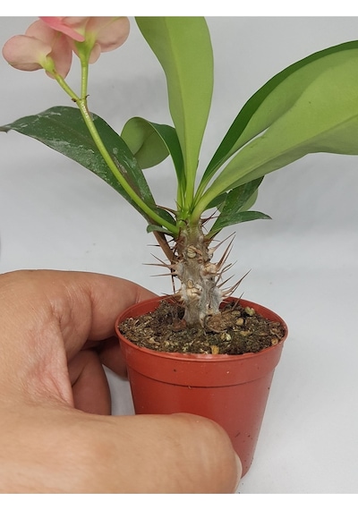 Tayland Mili - Dikenler Tacı Iri Pembe Çiçek Açan 5.5cm Saksılı-9074638245585