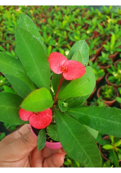 Videolu Milli Dikenler Tacı 10 40 Cm Saksılı Büyük Pembe Çiçeli Katüs Euphorbia