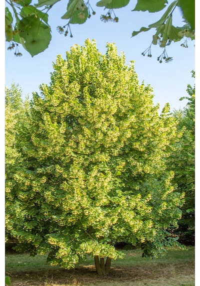 Ihlamur Fidanı 60 80 Cm