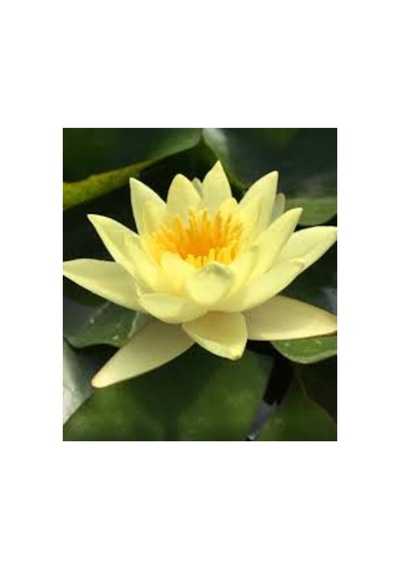 5 Adet Tohum Organik Lotus Sarı Su Çiçeği Tohumu Organik Nilüfer Çiçeği Tohumu Hediye Tohumlu
