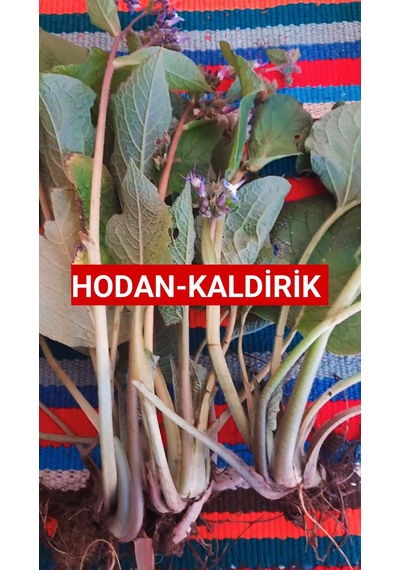 250 gram  Kaldirik - Hodan - Ispıt Otu