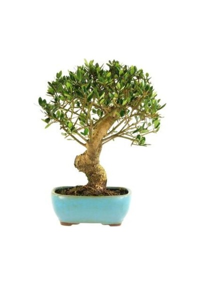 Bodur Defne Bonzai Ağacı Tohumu 3 Adet Bonsai Ağacı Tohumu