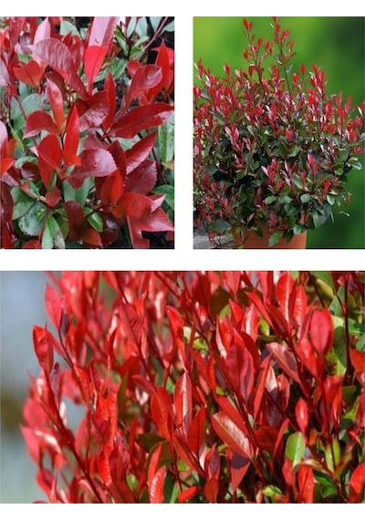 Alev Çalısı Bitkisi Fidanı 30-50 Cm Saksılı Çiçekli Bodur Bitkiler Pyracantha