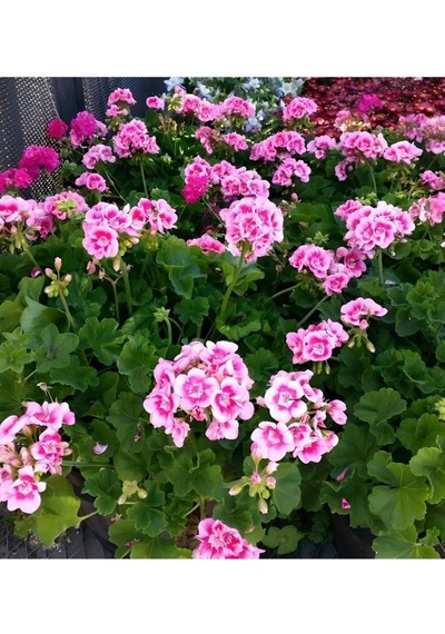Açık Pembe Ceylangözü Sardunya Çiçeği 10-20 Cm