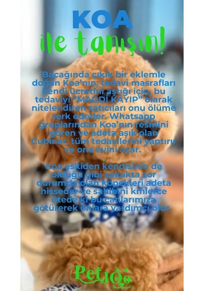 Petjoo 14.Koa Yeşil-Mavi Qr'lı Köpek Künyesi