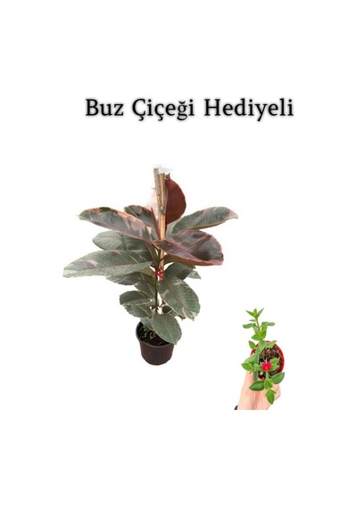 Avantajlı Pembe Renk Alacalı Kauçuk Bitkisi 50 60 Cm Sevgililer Gününe Özel Buz Çiçeği