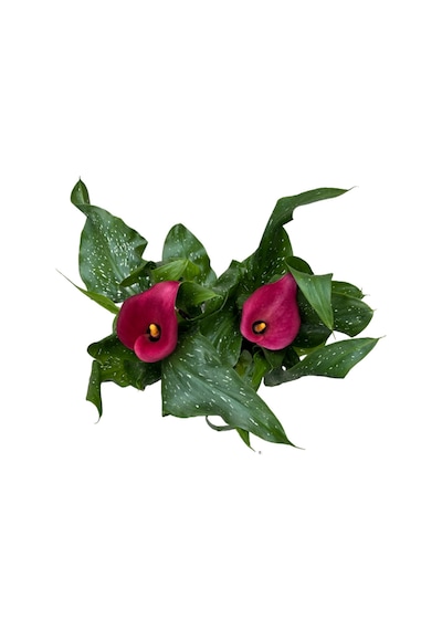 Calla Lilly 'pink' Gala Çiçeği