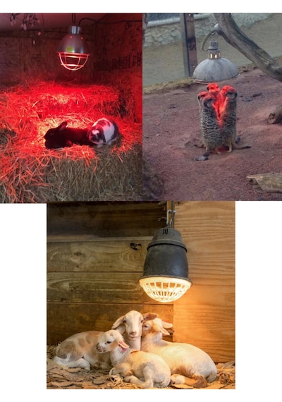 250w Kızılötesi İnfrared Isıtıcılı Hayvan Isıtma Ve Kuluçka Lambası Kırmızı Işık E27 Kalın Duy Lisinya