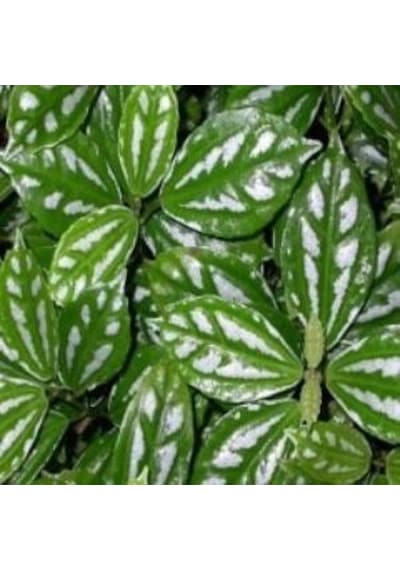 Topçu, Aliminyum Çiçeği, Karyağdı Çiçeği Pilea Cadierei 10-20 Cm