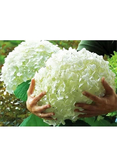 Ortanca Hydrangea Arborescens Strong Anabel 2l-40cm