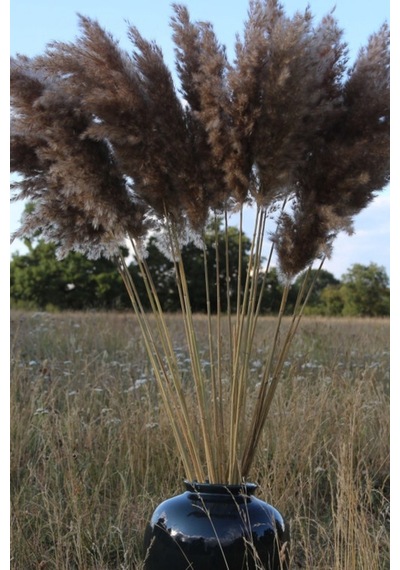 Dekoratif Natural 7'li Pampas Doğal