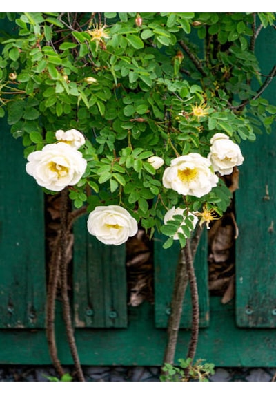 Avantajlı Sarmaşık Gül Beyaz Renkli Kokulu 90 140cm 1 Adet Saksılı Aşılı Gül White Rose