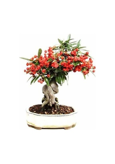 Bodur Bonsai Kahve Ağacı Tohumu 5 Tohum Ekim Seti + Saksı + Toprak