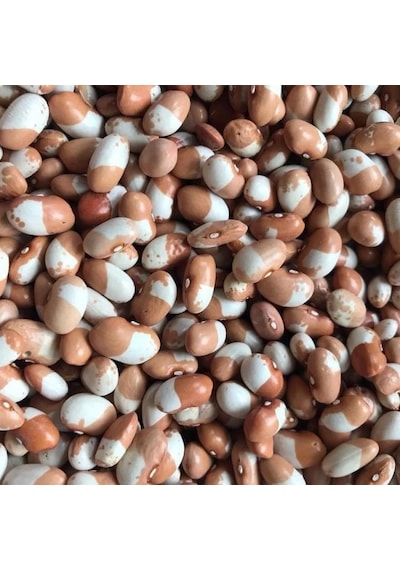 Geleneksel Ata Tohumları Keklik Sırık Fasulye Tohumu 10 Tohum