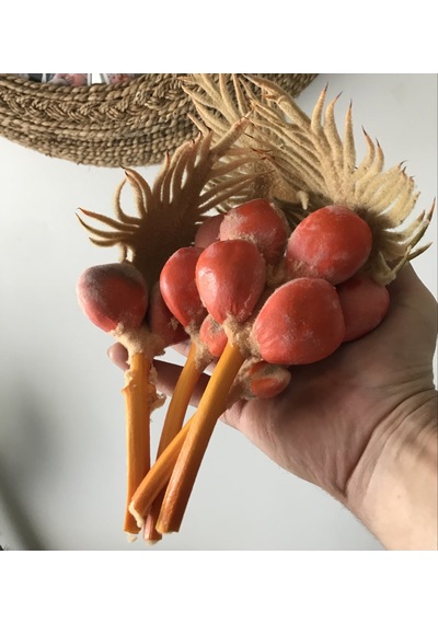 Taze 5 Tane Japon Palmiyesi Cycas Tohumu