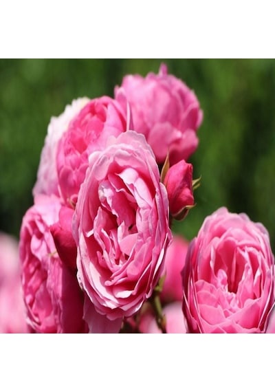 Tüplü Çok Goncalı Özel Kokulu Pomponella Pembe Yediveren Kokulu Gül Fidanı