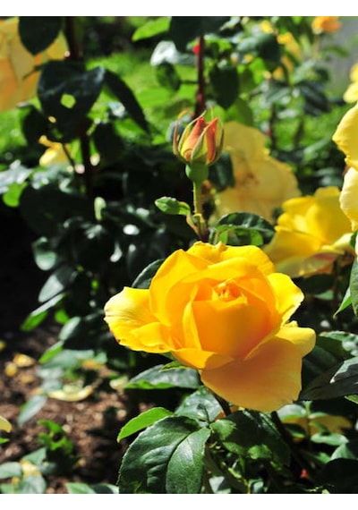 Videolu Mumyalı Aşılı Sarı Gül Fidanı 25 60 Cm 2 Adet Saksılı Aşılı Gül Yellow Rose