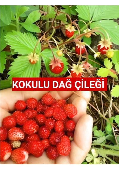 10 adet Karadeniz Kokulu Yabani Dağ Çileği Fidesi Açık Köklü 10-20 Cm