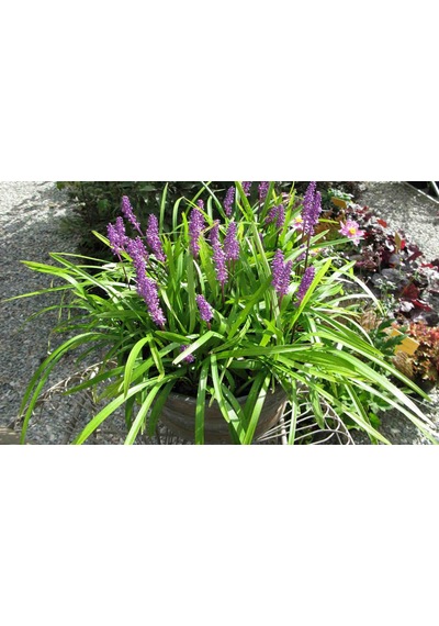 Çim Zambağı 'Liriope Muscari' 5'li Set