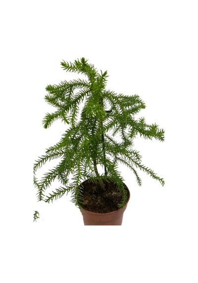 Arokarya Salon Çamı Saksı Hariç 15-25 Cm