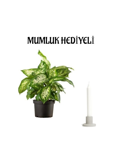 Hediyelik Difenbahya Çiçeği Sevgililer Gününe Özel Mumluk Hediyeli Çiçek