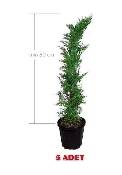 Melez Servi Leylandi Fidanı 80 Cm X 5 Ad