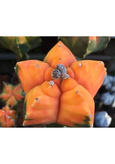 10 Adet Astrophytum Myriostigma Mutant Kaktüs Tohumu