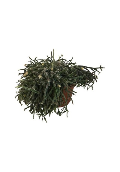 Rhipsalis Pilocarpa -spagetti Kaktüs