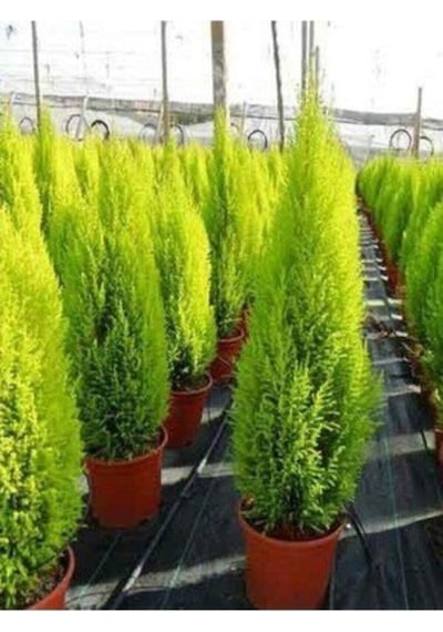 Salon Çamı Limoni Servi Çam Fidanı 14 Lük Saksıda- Boyu 30-40 Cm