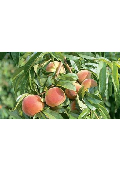 Fullmol 2.4 ( Humik Fulvik Asit ) Sıvı %100 Organik Gübre 20 KG