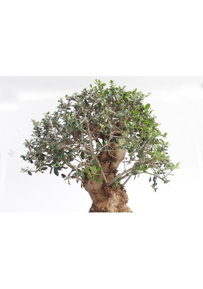 Bonsai Zeytin -  Salon Ofis Bitkisi 6128