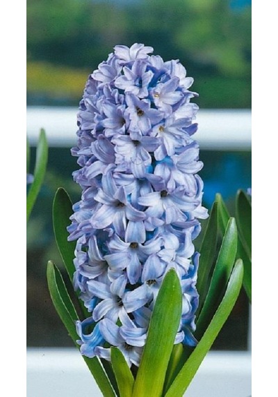 İthal Sümbül Soğanı Mavi Hyacinth Blue