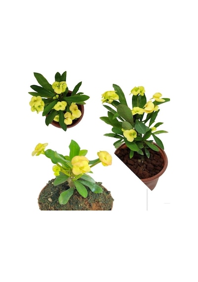 Sari Japon Iğnesi Dikenler Tacı Euphorbia Milii Fidanı 10-20 Cm