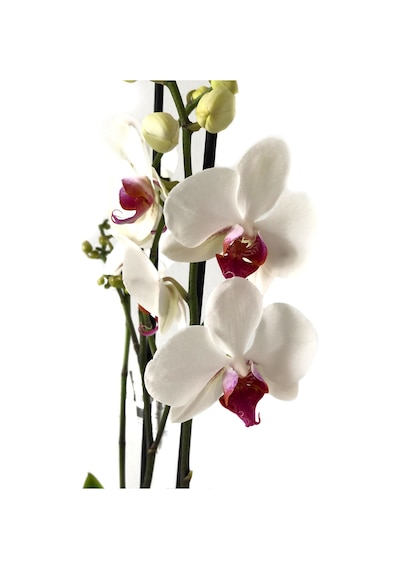 Phalaenopsis 'Castor' (Beyaz Orkide) Ø12 CM 70-80 CM