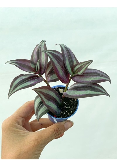 Videolu 1 Adet Bordo Telgraf Çiçeği 5-15 Cm Saksılı Çiçekli Bodur Bitkiler Tradescantia