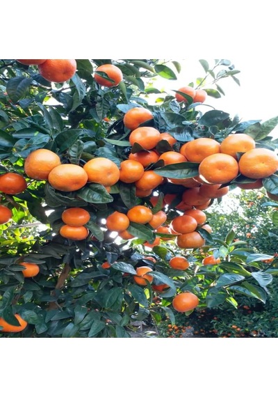 Cox Shine Mersin W. Murcott Fidanı Geç Dönem Mandalina Fidanı