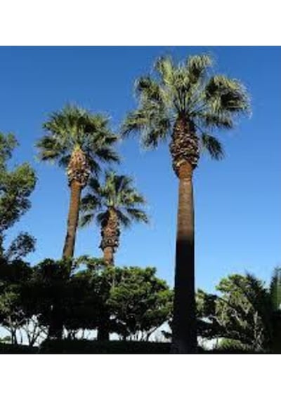 10 Adet Tohum Washingtonia Rabusta Palmiye Tohumu