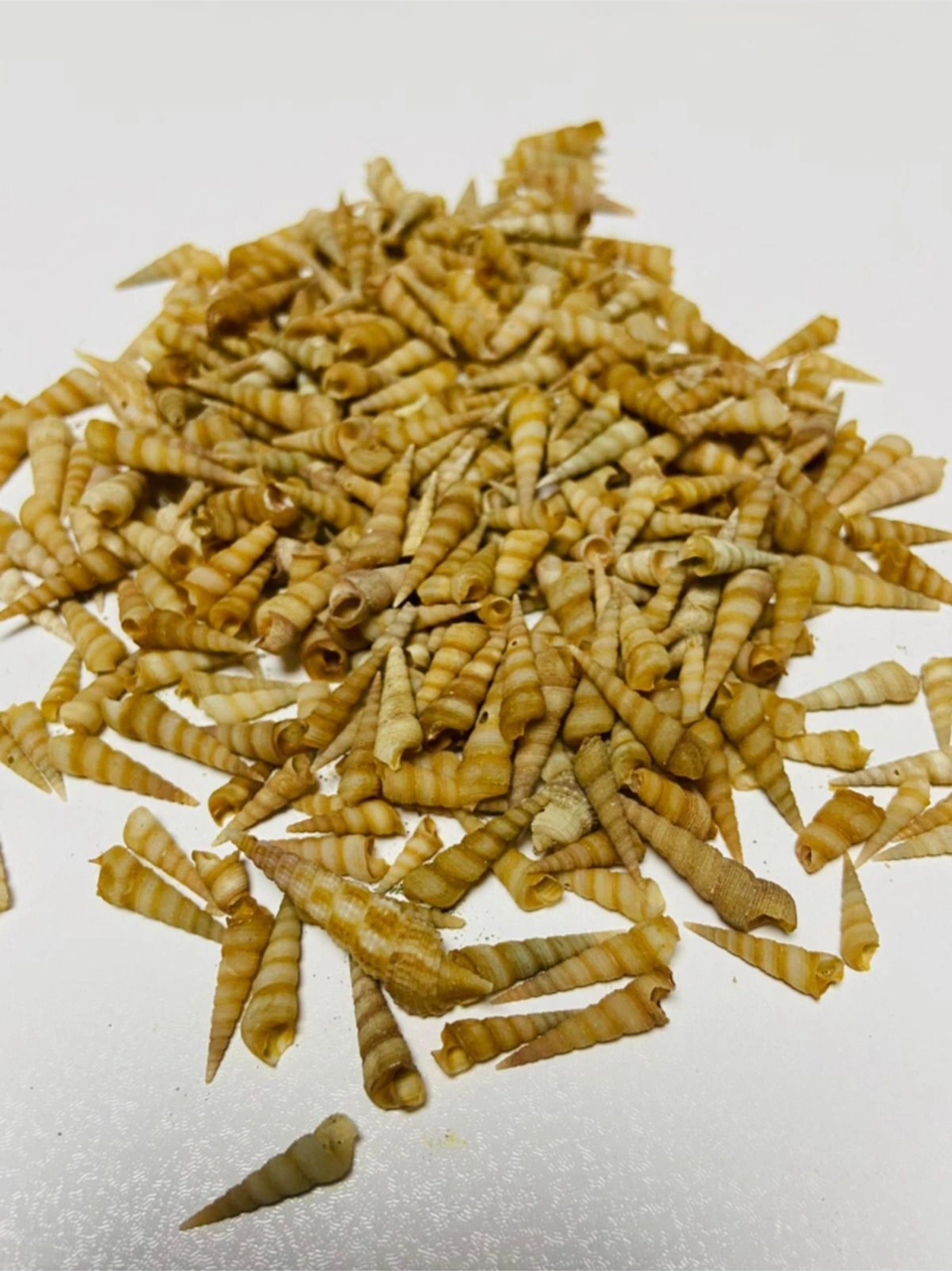 Gerçek Deniz Kabuğu - Mini Turitella - Deliksiz - 30gr