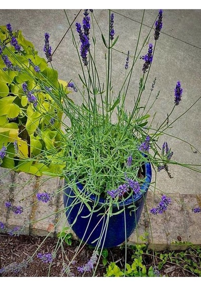 Lavanta Angustifolia Mor Renkli 10 25 Cm 20 Adet Tüplü Lavanta Fidesi Lavender Seedling