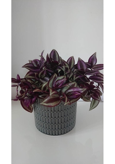 Çok Avantajlı Telgraf Çiçeği Askılı Saksı Tradescantia Zebrina Çiçeği