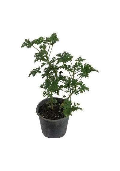 Itır Çiçeği Fidanı Küçük Boy 10-20 Cm