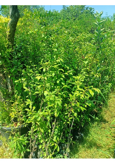 Yeşil Deniz Fidancılık Tüplü Can Erik Fidanı 100-150 Cm