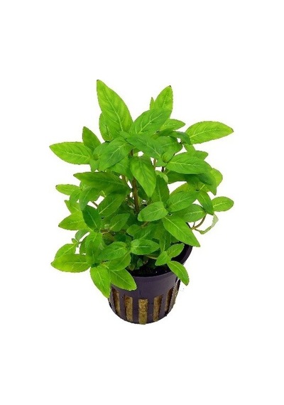 Staurogyne Repens 1 Saksı-zemin Bitkisi Kolay