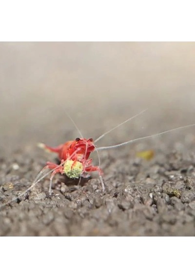 100ml Shrimps Grano S, Akvaryum Balıkları İçin Lezzetli Yemi