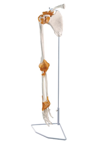 Kürek Kemiği Ve Köprücük Kemiği İle Birlikte Kol İskeleti Modeli, Gerçek Boyutlu, Eklemli, Askılı Stand Üzerinde - İskelet Maketi 01 Kürek Kemiği Ve Köprücük Kemiği İle Birlikte Kol İskeleti Modeli, Gerçek Boyutlu, Eklemli, Askılı Stand Üzerinde - İskelet Maketi 01