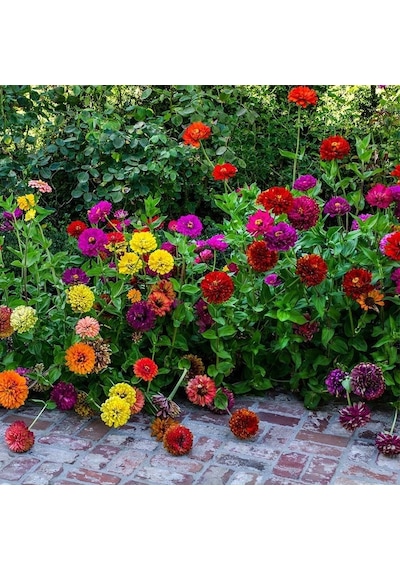 Karışık Kaliforniya Zinya Kirli Hanım Çiçeği Tohumu 50 Tohum