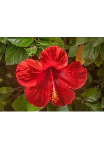 Videolu Kırmızı Japon Gülü Çiçeği Fidanı 20-45cm Saksılı Çiçekli Bodur Bitkiler Red Japanese Rose