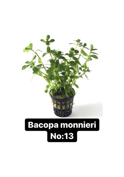 Bacoba Monnieri No:13