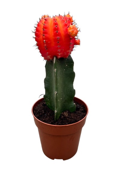 Gymnocalycium Mihanovichii - Turuncu 1 Adet