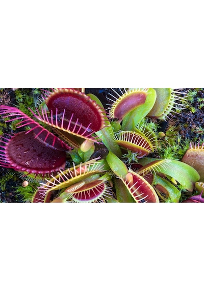 Venus Fly Trap Tohumu Ekim Seti 5 Tohum Venüs Fly Trap Etobur